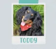 Cachorro raça SRD  idade 1 ano nome Toddy 