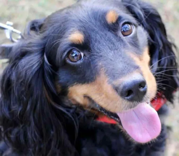 Cachorro raça SRD  idade 1 ano nome Toddy 