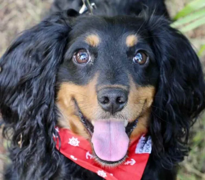 Cachorro raça SRD  idade 1 ano nome Toddy 