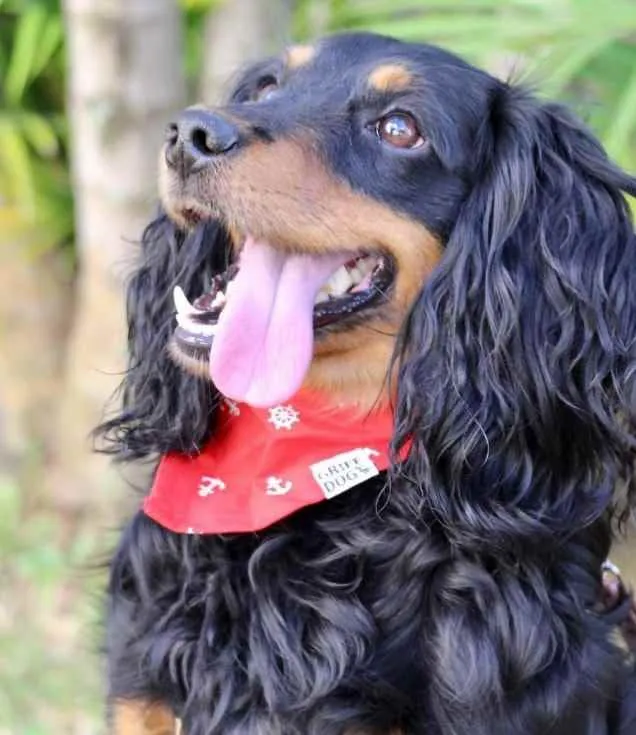 Cachorro raça SRD  idade 1 ano nome Toddy 