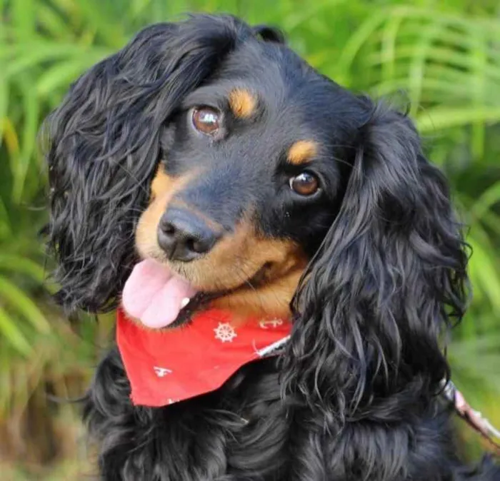 Cachorro raça SRD  idade 1 ano nome Toddy 