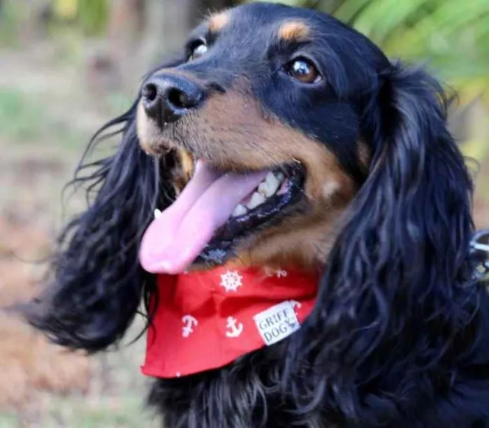 Cachorro raça SRD  idade 1 ano nome Toddy 