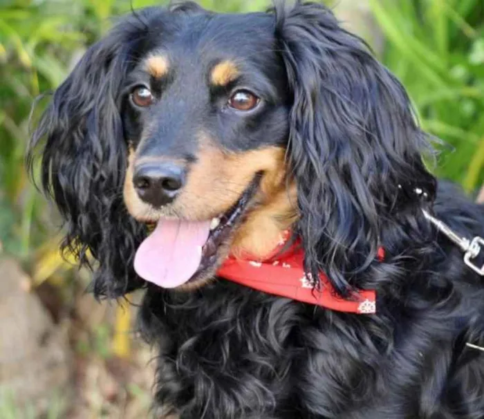 Cachorro raça SRD  idade 1 ano nome Toddy 