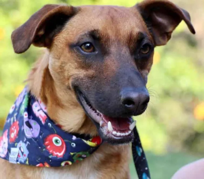 Cachorro raça SRD  idade 1 ano nome Scooby 