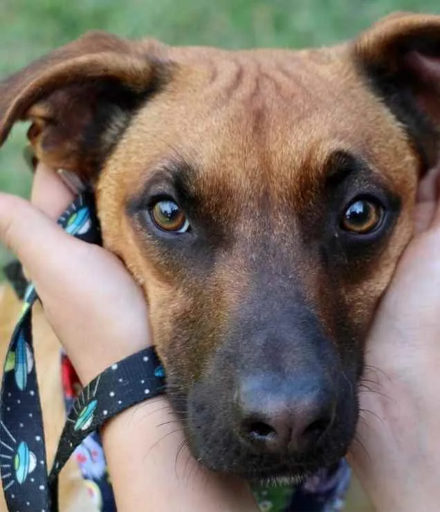 Cachorro raça SRD  idade 1 ano nome Scooby 