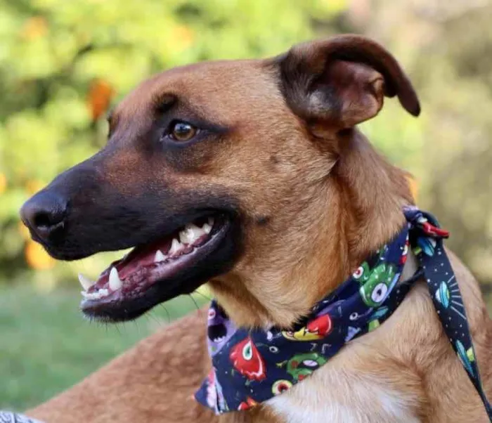 Cachorro raça SRD  idade 1 ano nome Scooby 