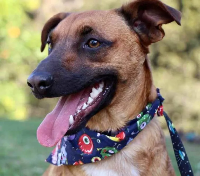 Cachorro raça SRD  idade 1 ano nome Scooby 