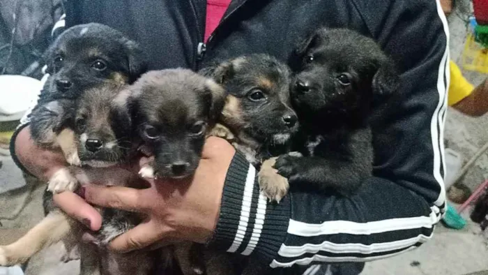 Cachorro raça  idade Abaixo de 2 meses nome Várias