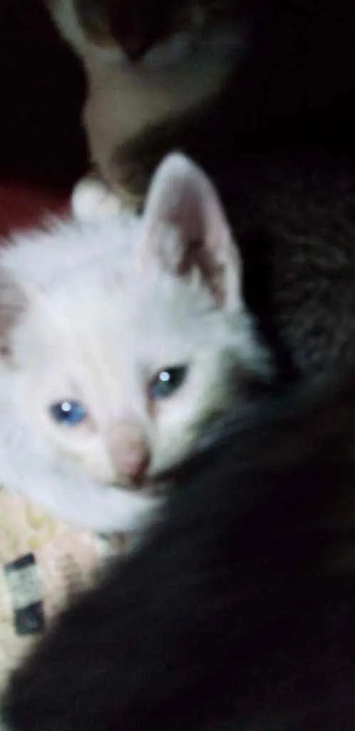 Gato ra a Srd idade Abaixo de 2 meses nome Algodão
