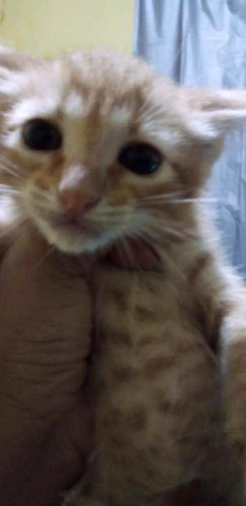 Gato ra a Srd idade Abaixo de 2 meses nome Peteleco