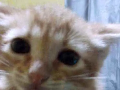 Gato ra a Srd idade Abaixo de 2 meses nome Peteleco