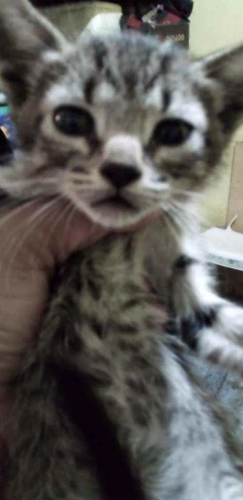 Gato ra a Srd idade Abaixo de 2 meses nome Tico
