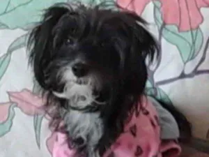 Cachorro raça SRD  idade 5 anos nome Margot