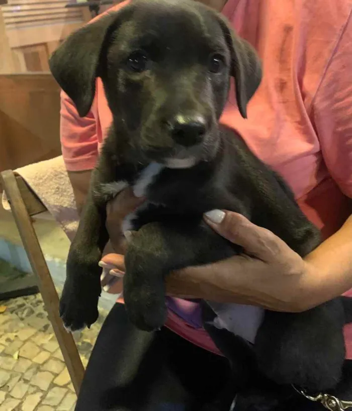 Cachorro ra a Labrador idade 2 a 6 meses nome Rocco