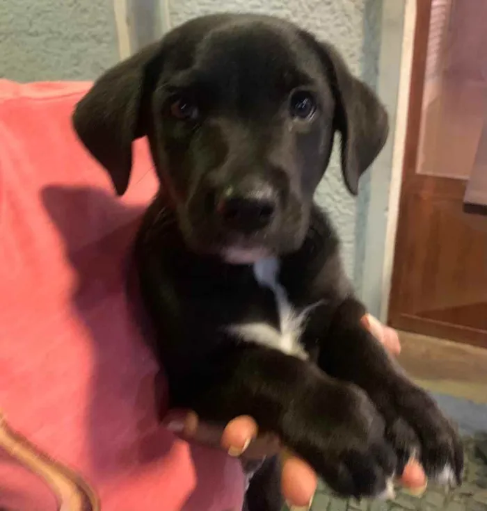 Cachorro ra a Labrador idade 2 a 6 meses nome Rocco