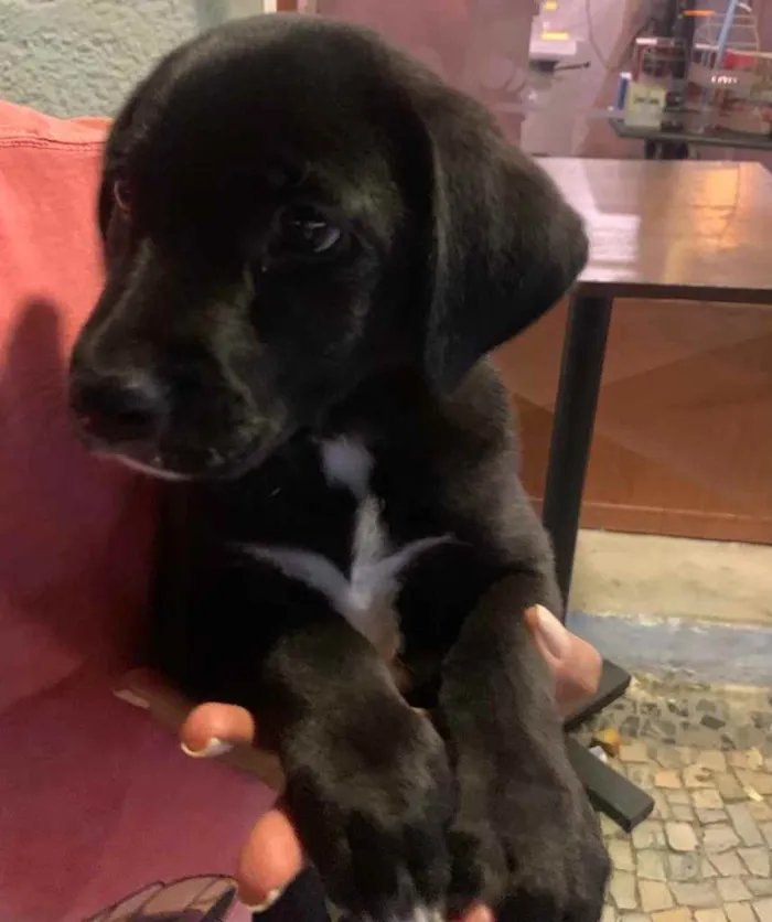 Cachorro ra a Labrador idade 2 a 6 meses nome Rocco