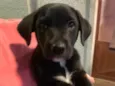 Rocco