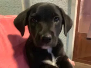Cachorro raça Labrador idade 2 a 6 meses nome Rocco