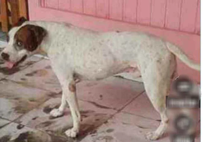 Cachorro ra a Pit bull  idade 6 ou mais anos nome Ziah