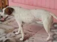 Ziah