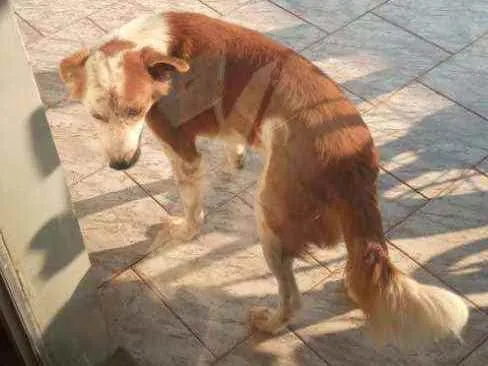 Cachorro ra a Vila lata com boder cooler  idade 6 ou mais anos nome Charopinho