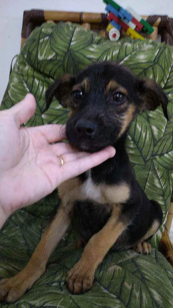 Cachorro ra a Srd idade 2 a 6 meses nome Bbs contato Whats