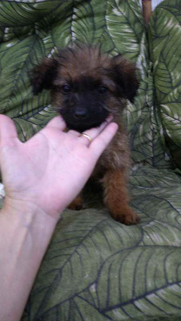 Cachorro ra a Srd idade 2 a 6 meses nome Bbs contato Whats