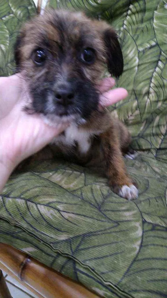 Cachorro ra a Srd idade 2 a 6 meses nome Bbs contato Whats