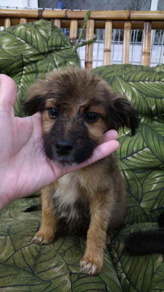 Cachorro ra a Srd idade 2 a 6 meses nome Bbs contato Whats