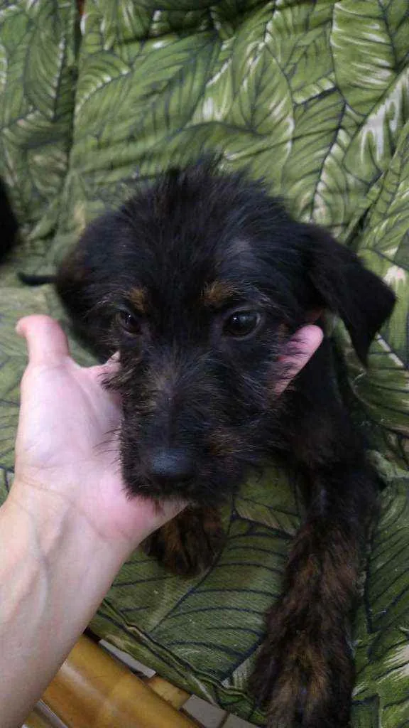 Cachorro ra a Srd idade 2 a 6 meses nome Bbs contato Whats