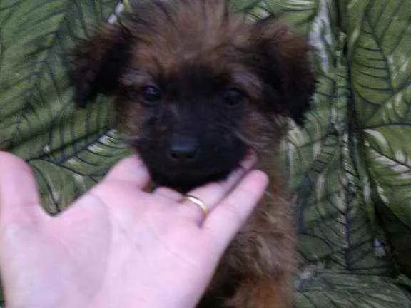Cachorro ra a Srd idade 2 a 6 meses nome Bbs contato Whats