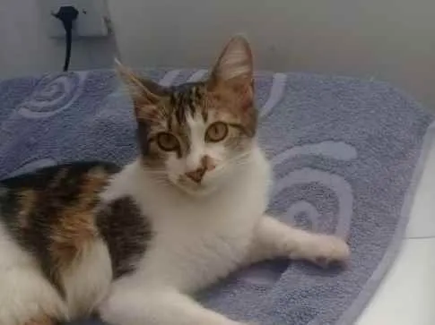 Gato ra a Srd idade 2 a 6 meses nome Gatinhos cont. Whats