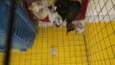 Gatinhos cont. Whats