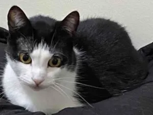 Gato raça SRD-ViraLata idade 5 anos nome Sálvia 