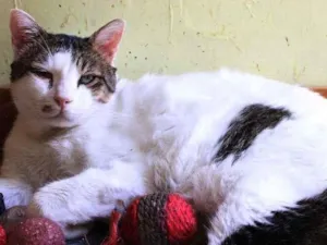 Gato raça SRD-ViraLata idade 2 anos nome Tico 