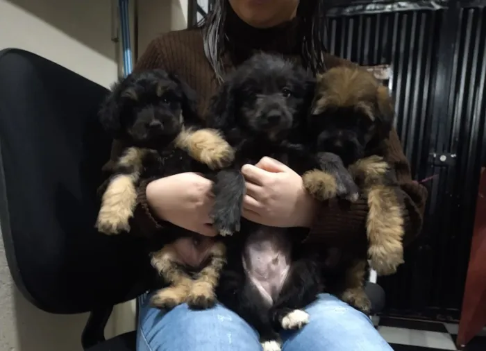 Cachorro ra a indefinida  idade Abaixo de 2 meses nome sem nome