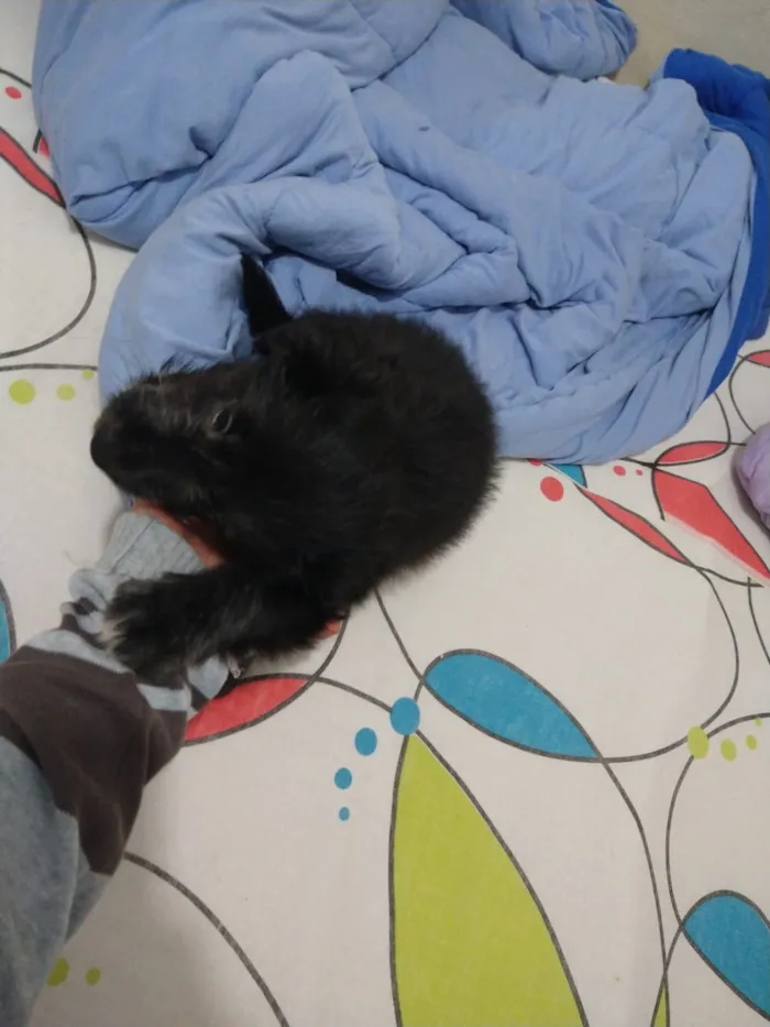 Cachorro ra a indefinida  idade Abaixo de 2 meses nome sem nome