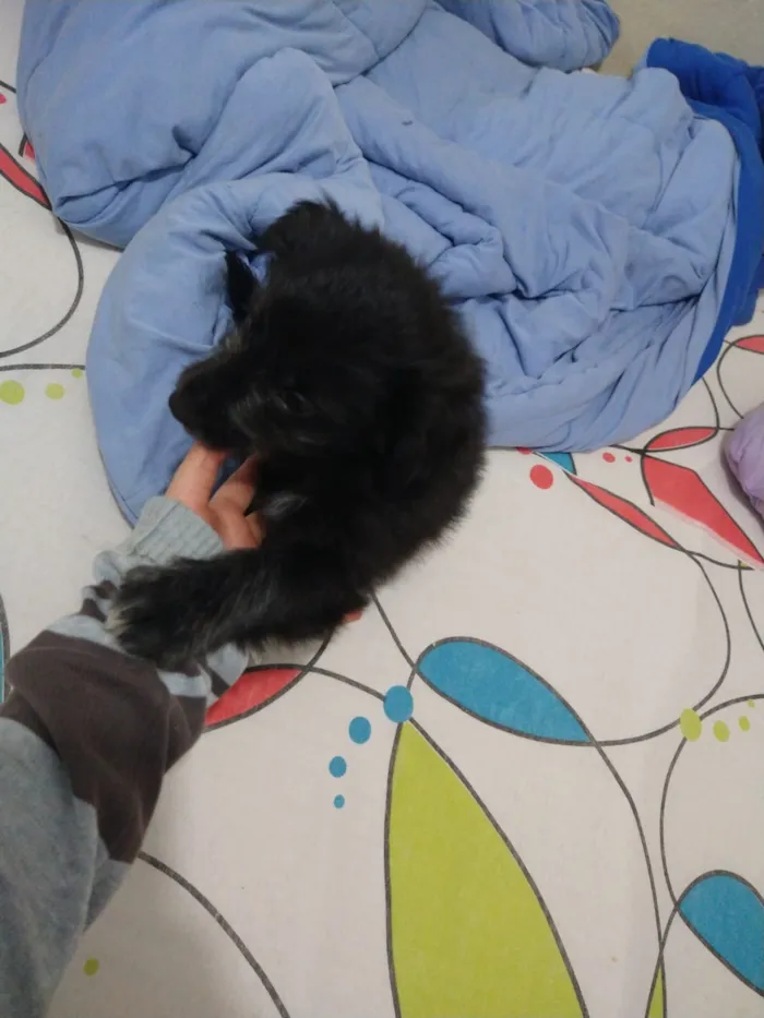 Cachorro ra a indefinida  idade Abaixo de 2 meses nome sem nome