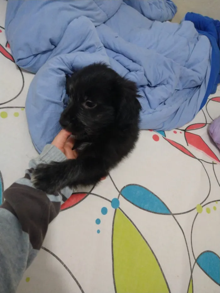 Cachorro ra a indefinida  idade Abaixo de 2 meses nome sem nome
