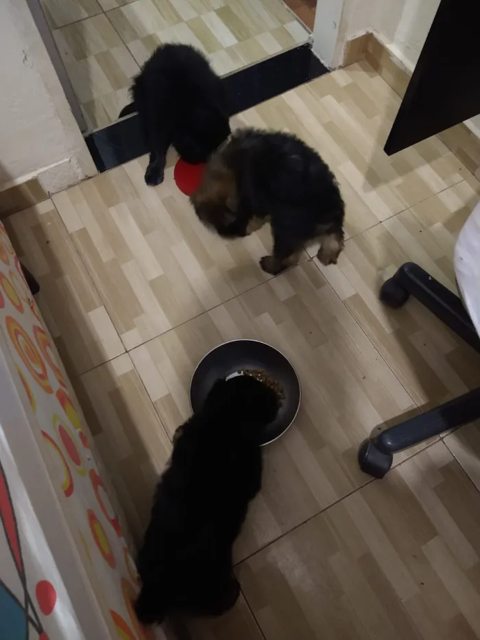 Cachorro ra a indefinida  idade Abaixo de 2 meses nome sem nome