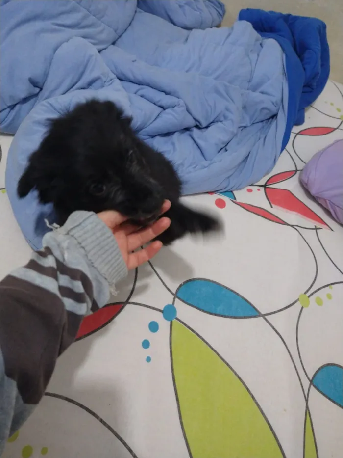 Cachorro ra a indefinida  idade Abaixo de 2 meses nome sem nome