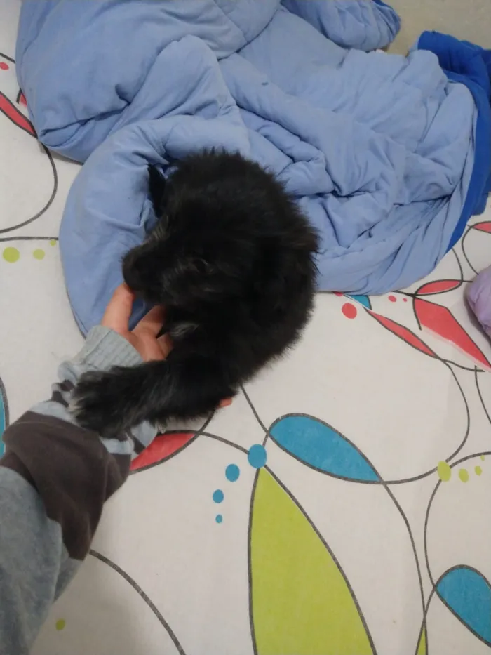 Cachorro ra a indefinida  idade Abaixo de 2 meses nome sem nome