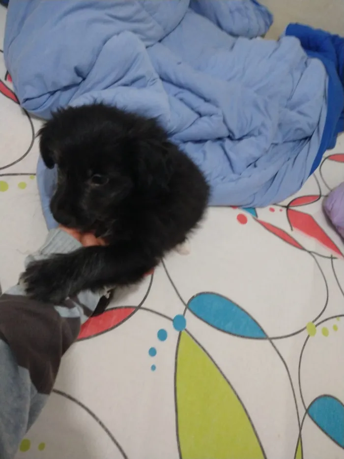 Cachorro ra a indefinida  idade Abaixo de 2 meses nome sem nome