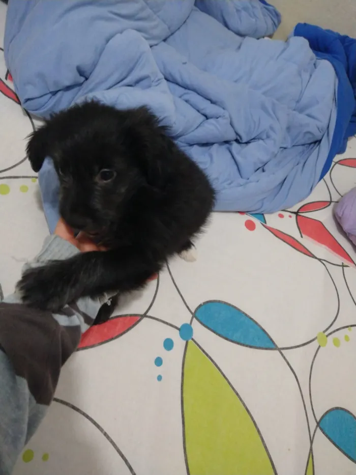 Cachorro ra a indefinida  idade Abaixo de 2 meses nome sem nome