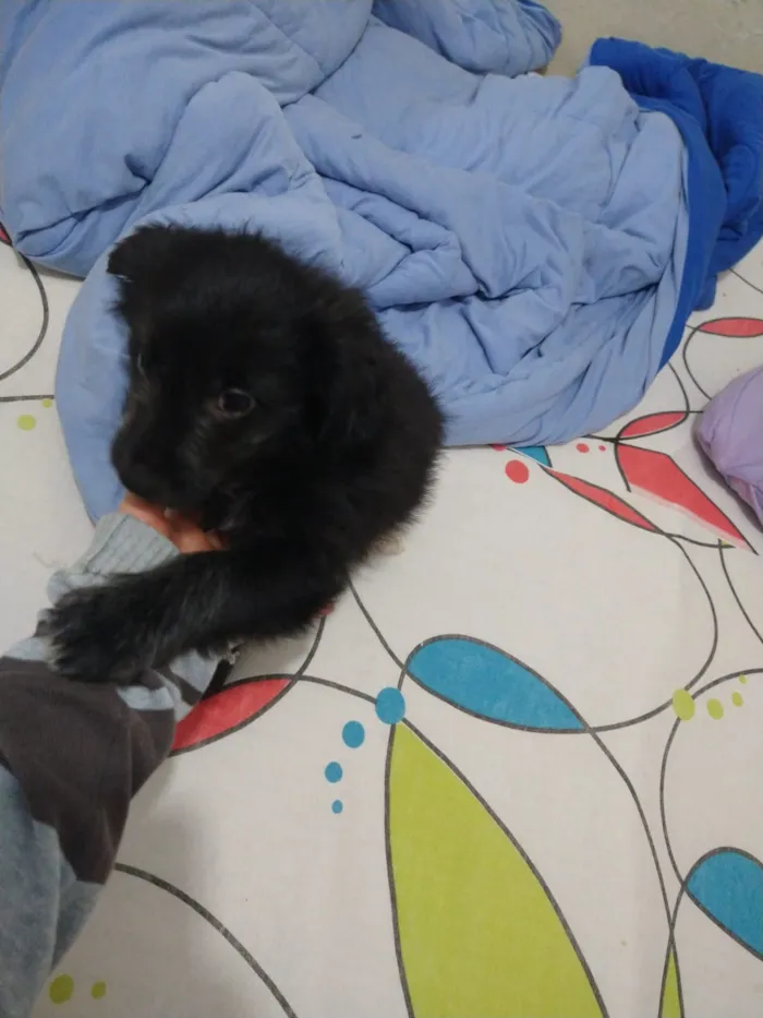 Cachorro ra a indefinida  idade Abaixo de 2 meses nome sem nome