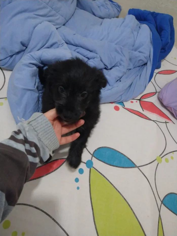 Cachorro ra a indefinida  idade Abaixo de 2 meses nome sem nome