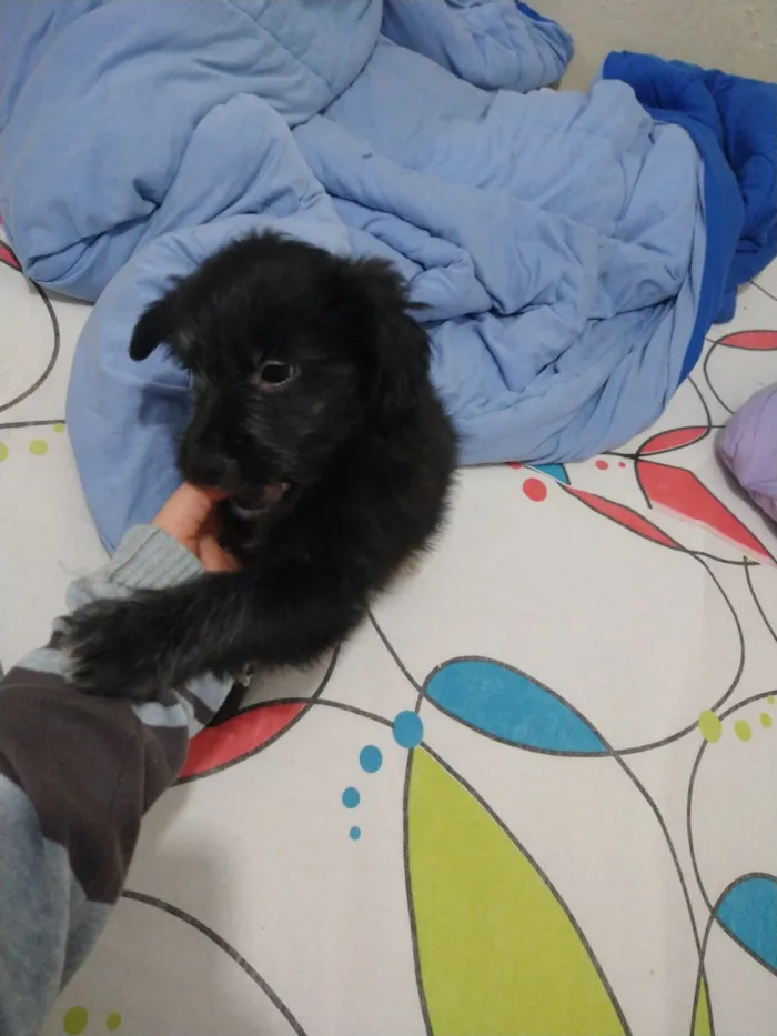 Cachorro ra a indefinida  idade Abaixo de 2 meses nome sem nome