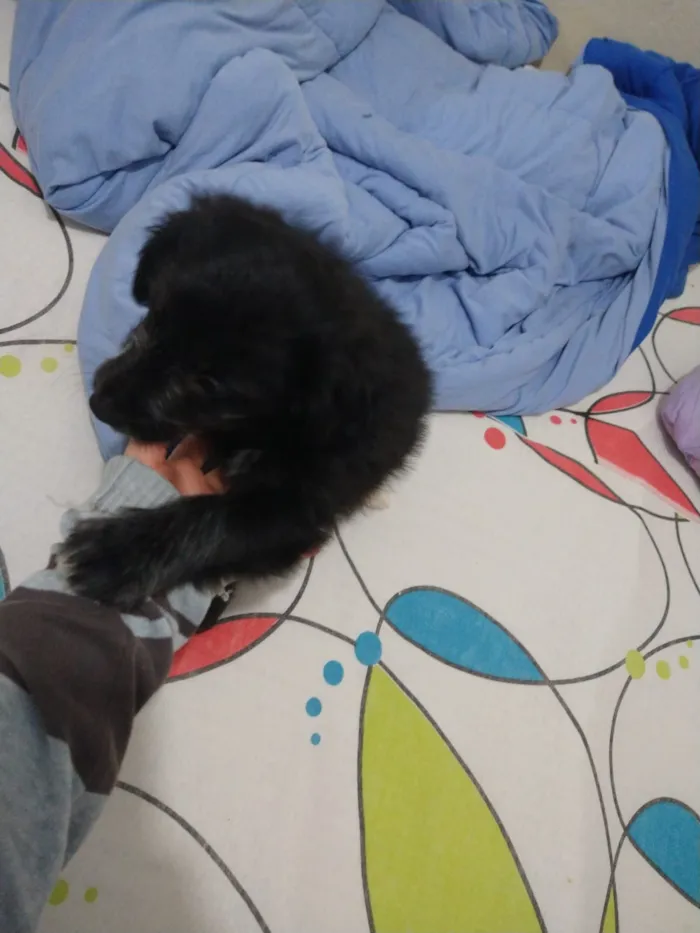 Cachorro ra a indefinida  idade Abaixo de 2 meses nome sem nome
