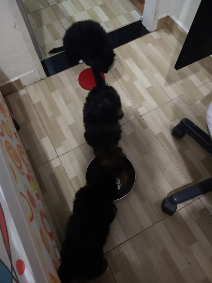 Cachorro ra a indefinida  idade Abaixo de 2 meses nome sem nome