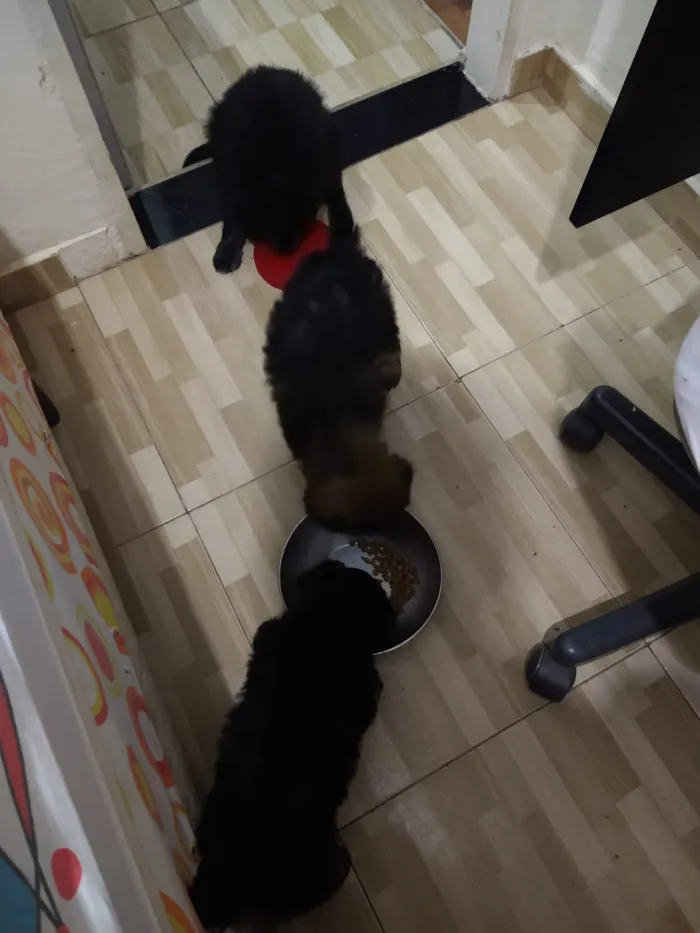 Cachorro ra a indefinida  idade Abaixo de 2 meses nome sem nome